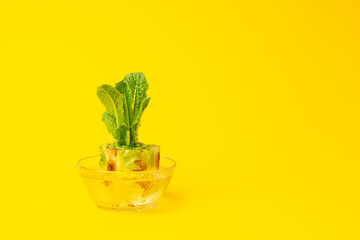 Regrowing chinese cabbage in a glass bowl on yellow background. Using vegetable scraps to grow organic vegetables.