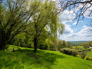 Fototapeta na wymiar paysage de campagne avec arbre et ciel bleu