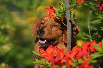 The portrait of a cute Nova Scotia Duck Tolling Retriever (Toller dog) posing outdoors in a rhododendron bush with red flowers in spring
