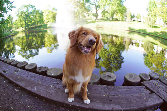 Beautiful Nova Scotia Duck Tolling Retriever (Toller dog) posing outdoors sitting on a wooden pier near a city channel with a fountain. Wide angle view