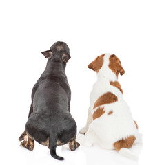 Obraz premium Miniature bull terrier dog and Jack russell terrier puppy sit together in back view and look up on empty space. isolated on white background