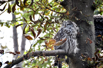 Chouette dans un arbre