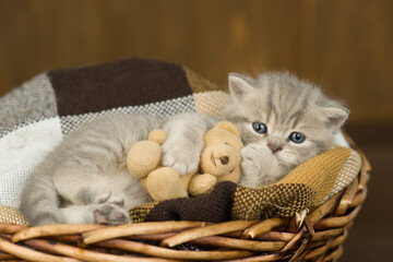 Fototapeta na wymiar Cute kitten hugs favorite toy bear inside cozy basket