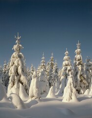 spruce forest, winter, 