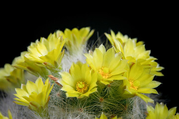 yellow flower of mammillaria cactus blooming against dark background