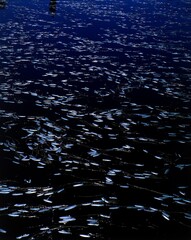 water hyacinth, eichhornia, water plant, water plants, floating plant, floating plants, plants, flowers, vegetation, water, botany, 