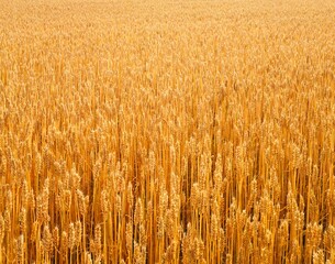 close-up, cornfield, wheat, 