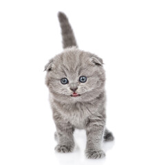 Cute tiny kittenstands in front view and looks at camera. isolated on white background