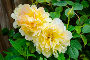 'Molineux' a yellow shrub rose with an orange tinge bread by David Austin Roses.