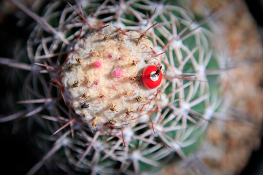 red fruit of melocactus on top of cactus cephalium