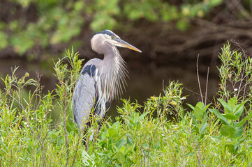 Great blue heron posing