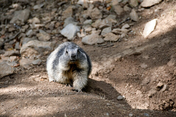Marmotte