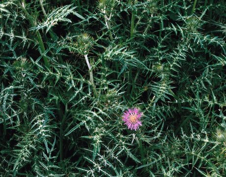 milk spot thistle, galactites tomentosa, flower, nature, vegetation, plants, thistle, lupsia galactites, spines, spiny, flowering, from above, 