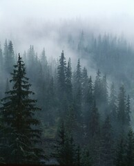 spruce forest, fog, 