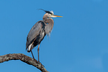 Great blue heron perched on branch