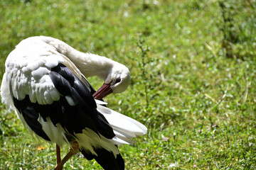 Cigogne