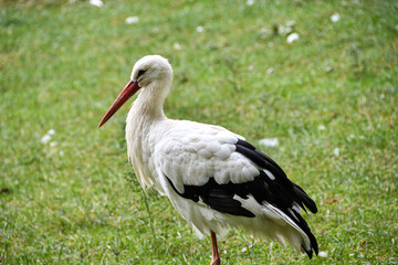 Cigogne