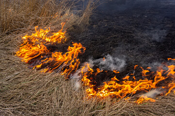 Dry grass is burning in the steppe, a strong wind intensifies the fire.