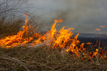 Dry grass is burning in the steppe, a strong wind intensifies the fire.
