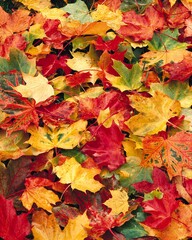 Naklejka na ściany i meble autumn leaves, maple leaves, colourful, nature, foliage, leaves, green, yellow, red, variegated, maple, autumn colours, season, fall, autumnal, 