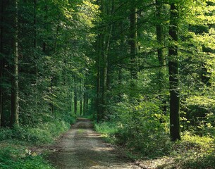 forest path, forest, path, road, forest road, lonely, deserted, deciduous trees, deciduous forest, nature, summer, vegetation, green, fresh, 
