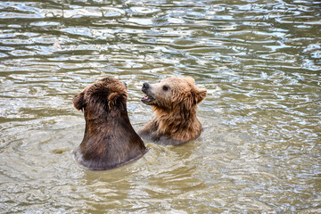 Ours dans l'eau, combattant