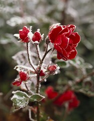 roses, red, hoarfrost, rose, plant, flowers, blossom, bloom, vegetation, transient, ephemeral, nature, frost, frosted, ice, cold, season, late autumn