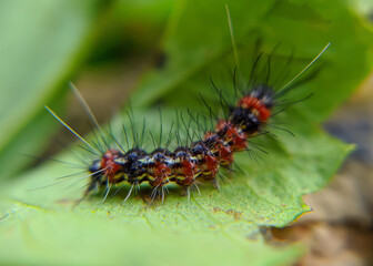 close up of a caterpillar