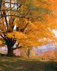 maple tree, autumn, discolouration, 