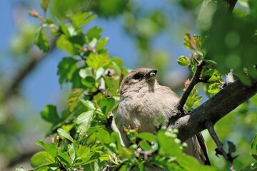 Sparrow bird standing in a tree in spring, food in its beak