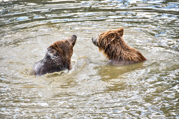 Ours dans l'eau