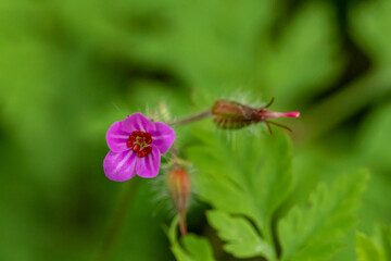 Geranium robertianum growing in the field	