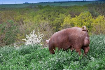 piglet with dark brown hair and curled pig tail in a cage eating grass on a pig pork farm