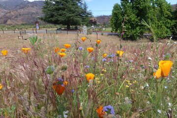 Wildflower Meadow in the California Mountains with Golden Poppies and other Plants