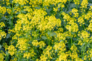 Yellow flowers of Bunias orienalis / Turkish wartycabbage / hill mustard or Turkish rocket in a green field with copy space