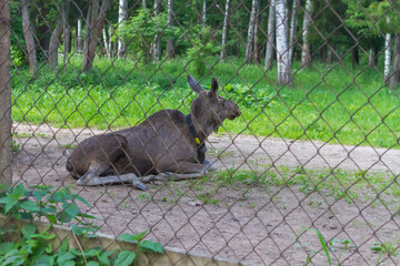 A wild moose in a nursery on a moose farm lies on the ground in the summer