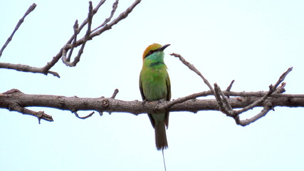 Green Bee eater sitting on a branch 