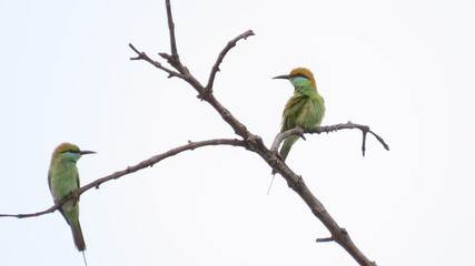 Pair of green bee eater 