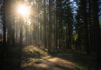 Obraz premium Sonnenstrahlen im Wald