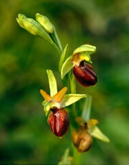 spider ragwort, ophrys sphegodes, ragwort, orchid, native, plant, flower, wildflower, wild plant, bloom, blossom, flowers, botany, vegetation, nature, close-up 1, 05:01, western europe, turkey, 