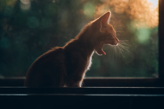Gato amarillo bostezando en la ventana , en el atardecer, gato a contraluz c&aacute;lida 