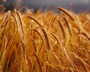 grain field, barley, ears of corn, 