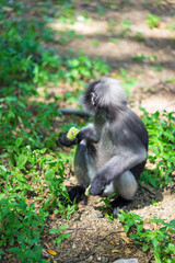 Dusky Langur monkey on ground