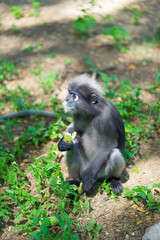 Dusky Langur monkey on ground