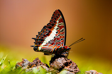 butterfly on a flower
Charaxes jasius, the two-tailed pasha butterfly