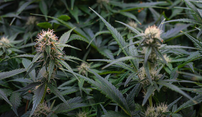Medical marijuana flowers starting to bloom indoors. Flowers with white and brown hairs with beautiful green leaves. Medical and legal marijuana theme.