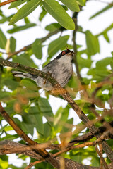 sardinian warbler on a tree branch