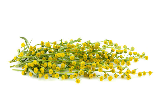 Wormwood grass.Wormwood flowers.Wormwood branch.