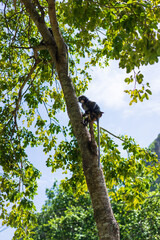 Dusky Langur family on tree in Thailand. it's similar monkey