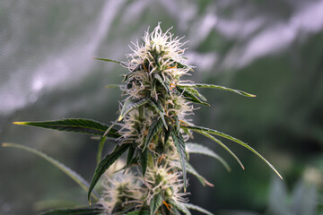 Medical marijuana flowers starting to bloom indoors. Flowers with white and brown hairs with beautiful green leaves. Medical and legal marijuana theme.